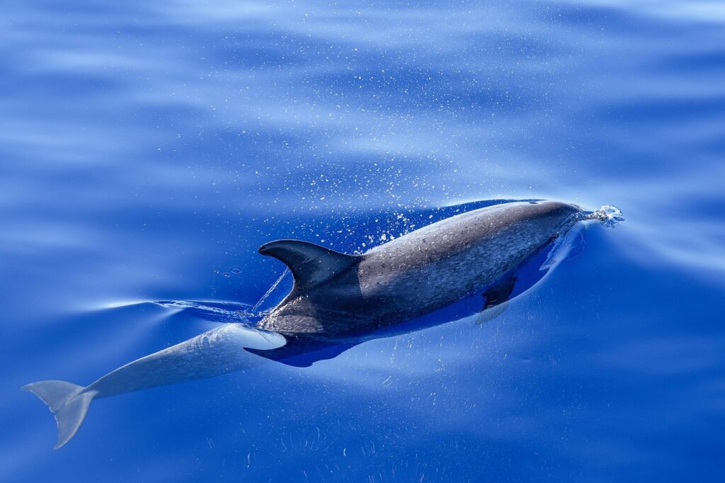 dolphin, nature, ocean, atlantic, buzzer, water, sea, marine mammal, animal