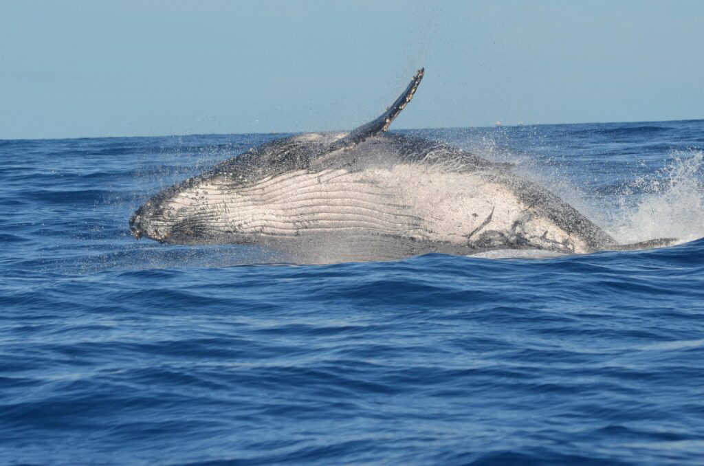 A majestic humpback whale breaching the ocean surface near Réunion Island.