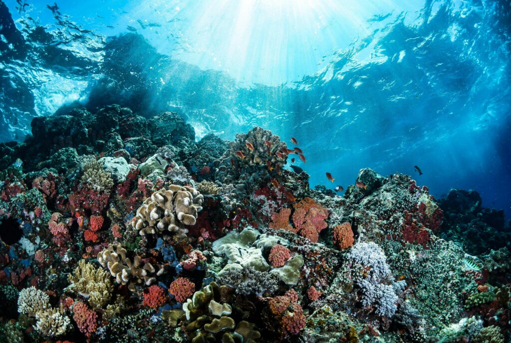 Explore the colorful coral reef teeming with marine life in Manado's clear blue waters.