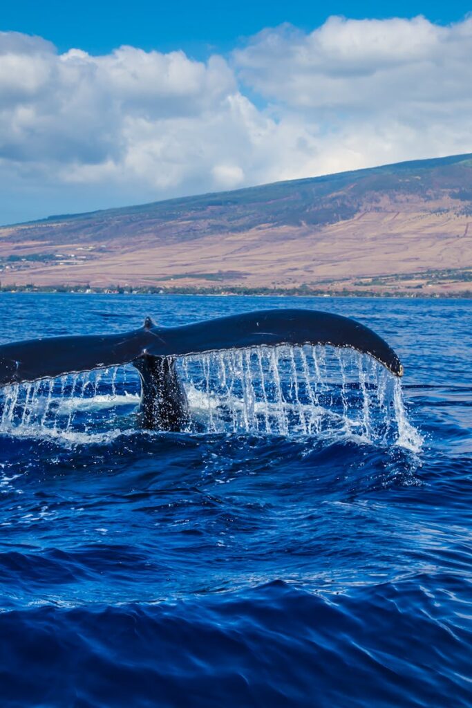 Majestic whale tail splashing in vibrant blue ocean near Hawaii's scenic shoreline.