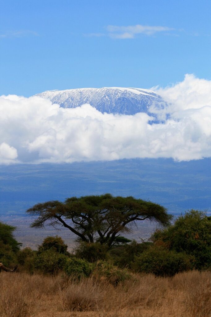 kenya, safari, tree, nature, mountains, kilimanjaro, kilimanjaro, kilimanjaro, kilimanjaro, kilimanjaro, kilimanjaro