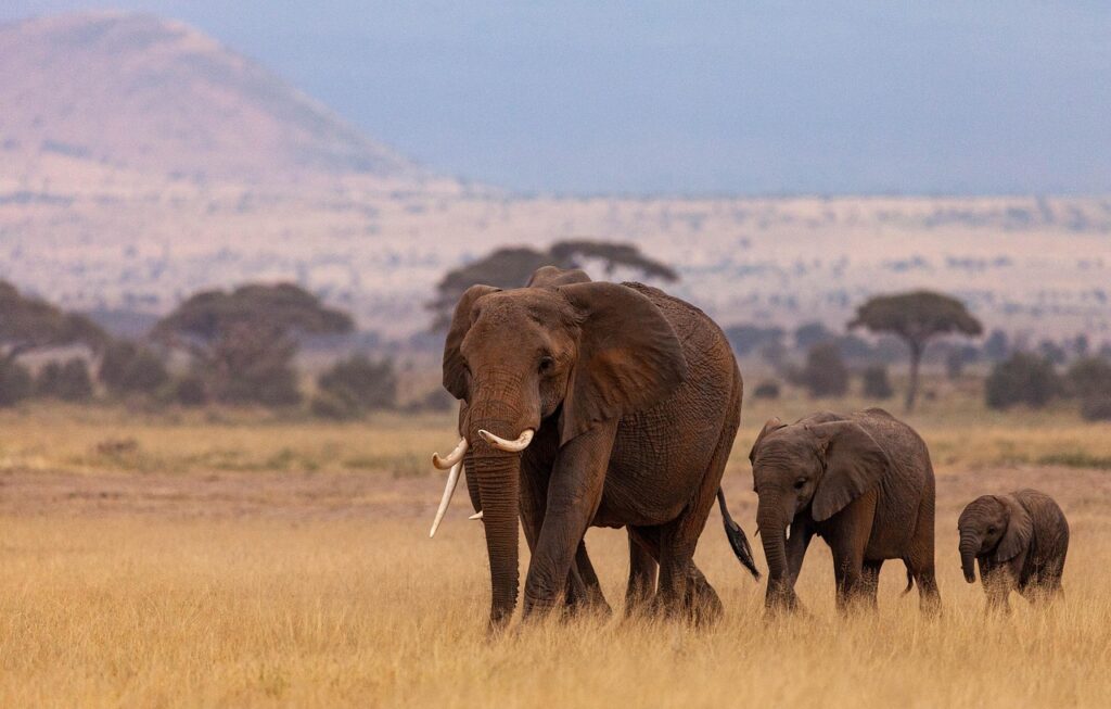 elephants, herd, pachyderms, mammals, kenya, africa, nature, kenya, kenya, kenya, africa, africa, africa, africa, africa